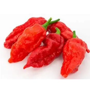 Fresh Ghost Pepper