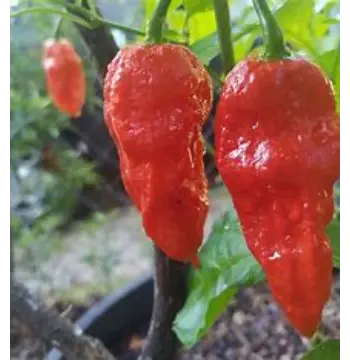 Fresh Ghost Pepper