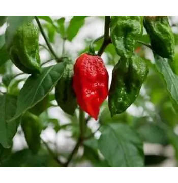 Natural Ghost Pepper