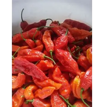Organic Ghost Pepper