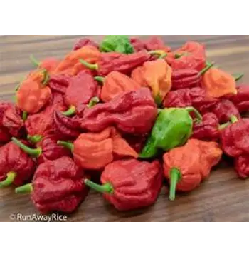 Fresh Ghost Pepper