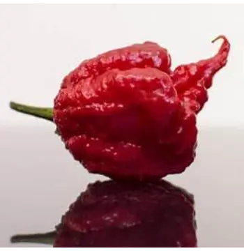 Fresh Ghost Pepper