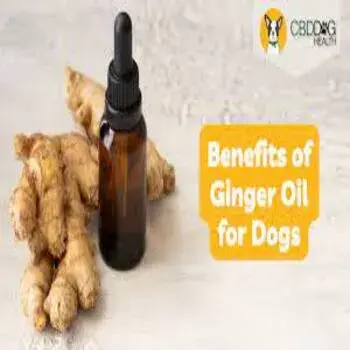Ginger Oil, Form Liquid