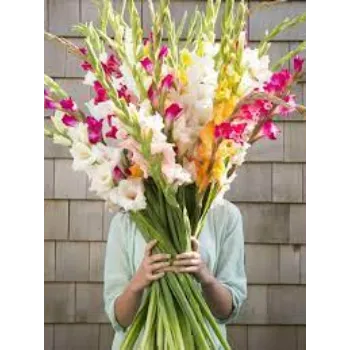 Fresh Gladiolus Flower