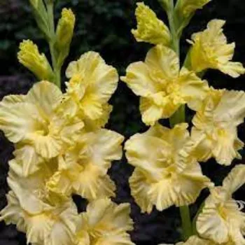RAJESWARI NURSERY Gladiolus Flower