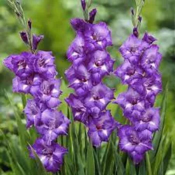Roshni Agri forestry Gladiolus Flower