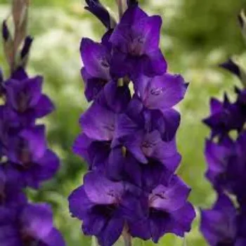 Fresh  Gladiolus Flower
