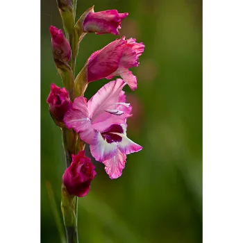 Gladiolus Flower