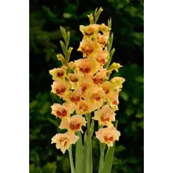 fresh Gladiolus Flower