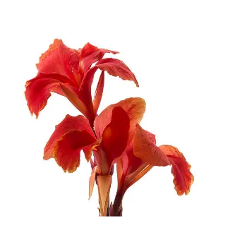 Gladiolus Flower