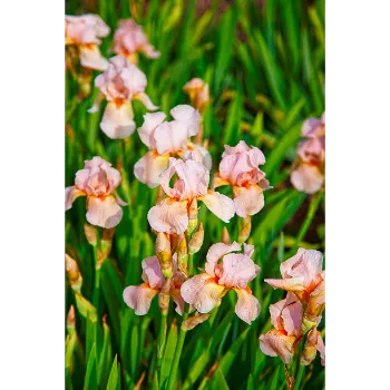 Gladiolus Flower