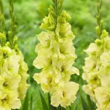 yellow Gladiolus Flower