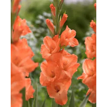 Natural Gladiolus Flower