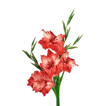 Gladiolus Flower