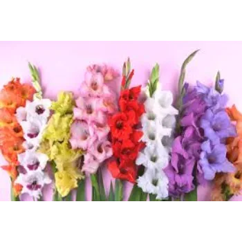 A.p. Flower Mart  Gladiolus Flower