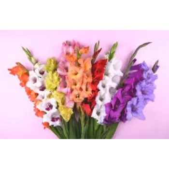 Fresh Gladiolus Flower
