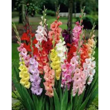 Natural Gladiolus Flowers