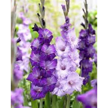 Fresh Gladiolus Flowers