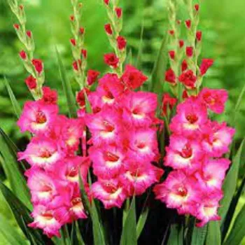 Organic Gladiolus Flowers
