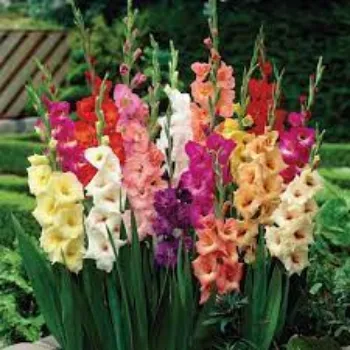 Common Gladiolus Flowers