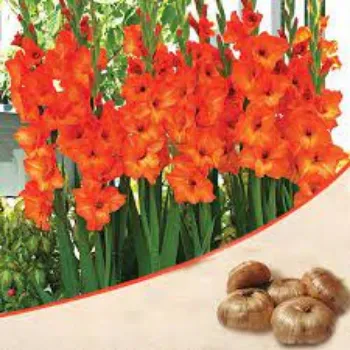 Organic Gladiolus Flowers