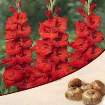 Organic Gladiolus Flowers