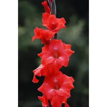Common Gladiolus Flowers