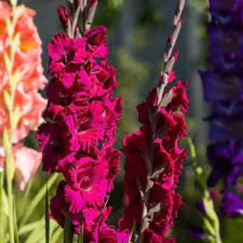 Natural Gladiolus Flowers