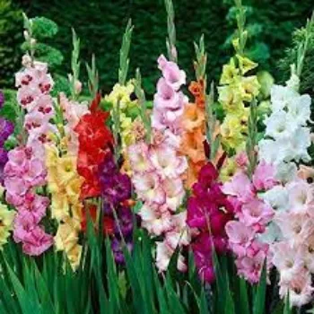 Common Gladiolus Flowers