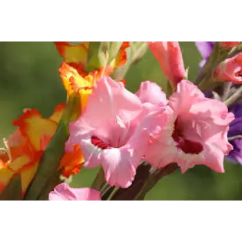 Natural Gladiolus Flower