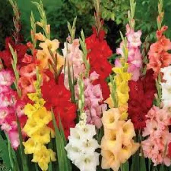 Fresh Gladiolus Flowers