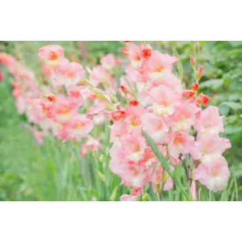 Fresh Gladiolus Flowers