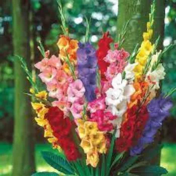 Organic Gladiolus Flowers