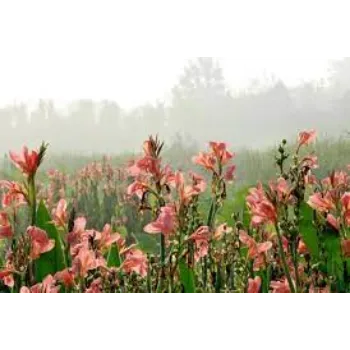 Fresh Gladiolus Flower