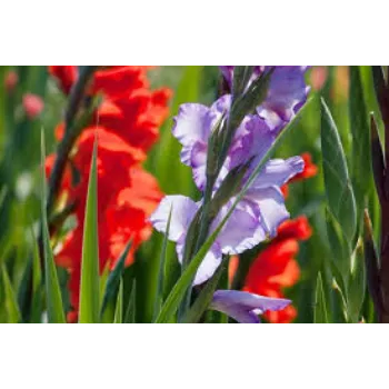 Natural Gladiolus Flowers
