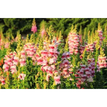 Organic Gladiolus Flowers