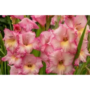 Fresh Gladiolus Flowers
