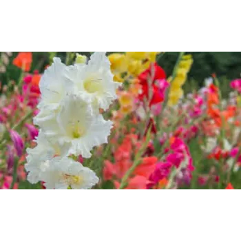 Natural Gladiolus Flowers