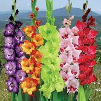 Rare Gladiolus Flower