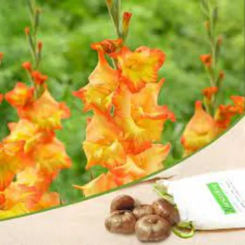 Fresh  Gladiolus Flower