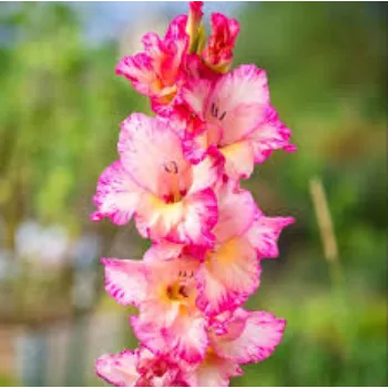 Organic  Gladiolus Flower