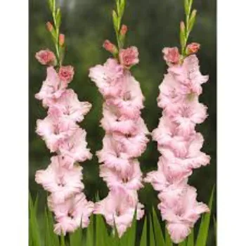 Common Gladiolus Flower