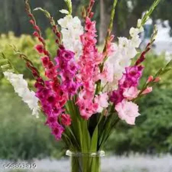 Natural  Gladiolus Flower