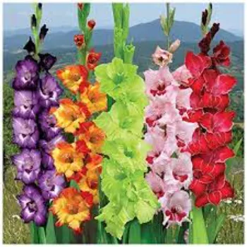Organic Gladiolus Flower