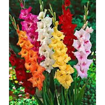 Natural Gladiolus Flower