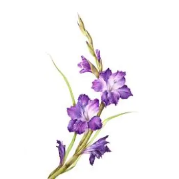 Gladiolus Flower