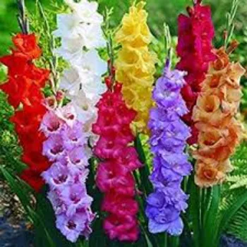 Natural  Gladiolus Flower