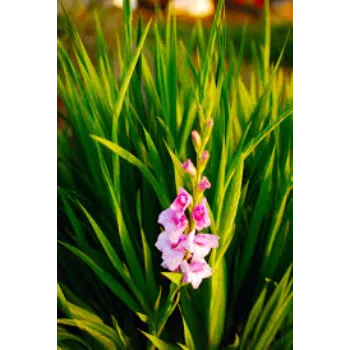 Natural  Gladiolus Flower