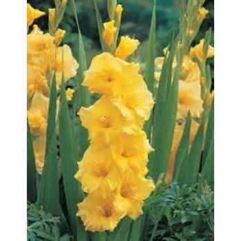 Gladiolus Flower