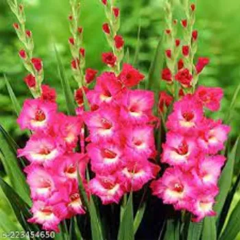 Natural Gladiolus Flowers